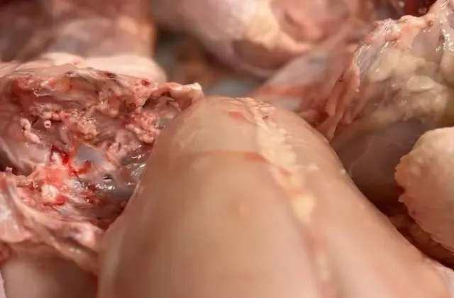 مرغ و ماهی ساسان