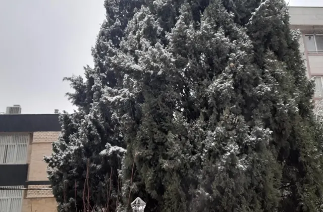 باشگاه مغز درخت سپید