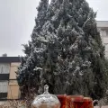 باشگاه مغز درخت سپید