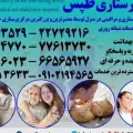 خدمات پرستار سالمند و  کودک