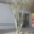تنظیم موتور و برق خودرو آتا